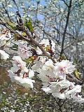 110410_1007~01.JPG240x320(29.6KB)