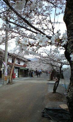 凱旋桜